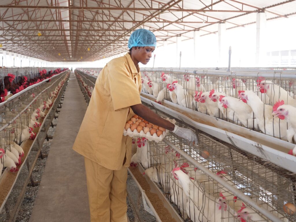 Selected Value Chains b229bcfd 718d 4c6e b10a 6249f8d87f42