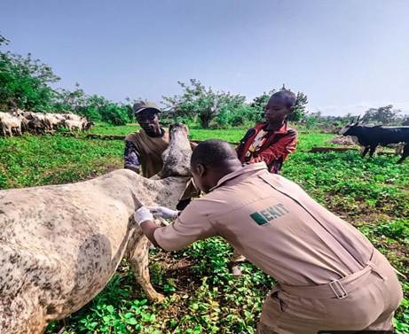 Ekiti Government Launches Statewide Livestock Vaccination Drive, Targets Zero Mortality image